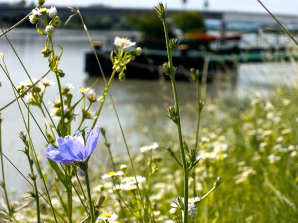 Schiffsanlegestelle Aschach