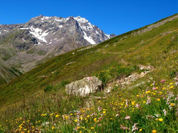 Blumenwiesen auf den Weg zur Westfalenhaus