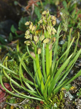 Zwergorchidee, Charmorchis-alpina