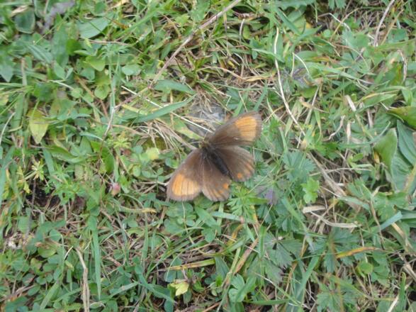 Ähnlicher Mohrenfalter