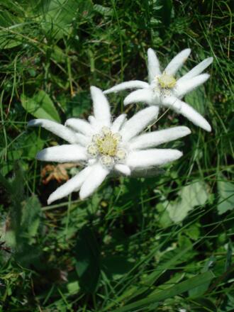 Edelweiß blüht an den Wiesenhängen des Großen Solsteins