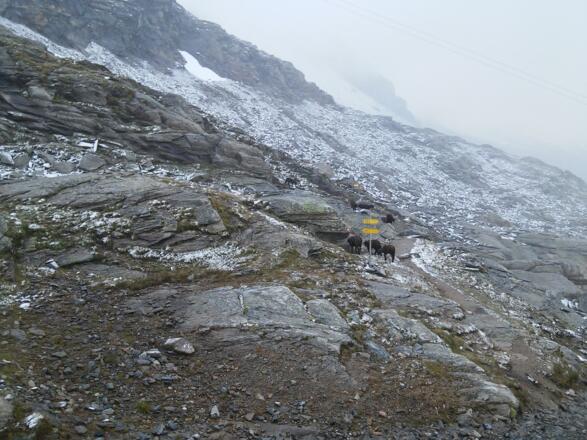 Morgen auf der Duisburger Hütte (24.07.2017)