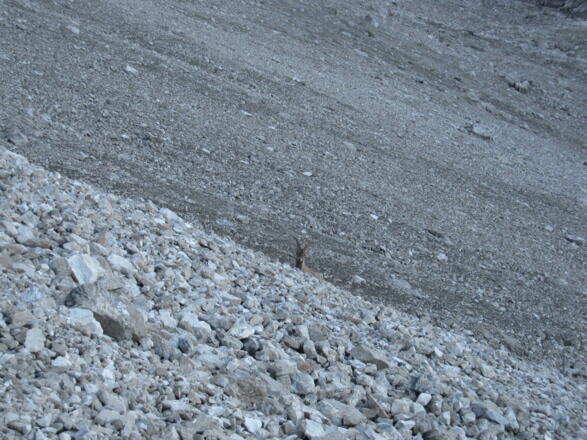 immer wieder begegnet man Steinböcke