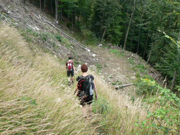 Wir treffen wieder auf einen Schlag und folgen der verwachsenen Forststraße ...
