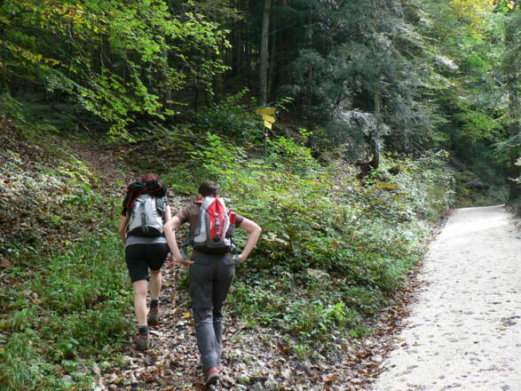 Nach knapp 2 Kilometern verlassen wir die Forststraße und biegen nach links ab zum Hintsteiner/Hohe Dirn