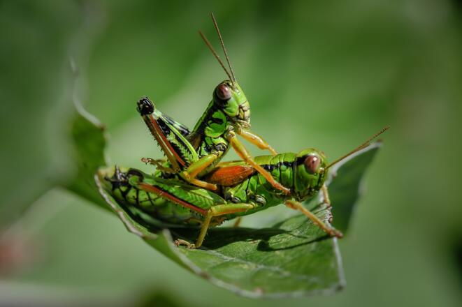 Die Alm- und Mähwiesen entlang der Route werden von einer Vielzahl von Heuschreckenarten, wie etwa der Alpinen Gebirgsschrecke (Miramella alpina) bewohnt. 