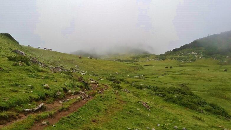 Tundra-Landschaft mit Pferden