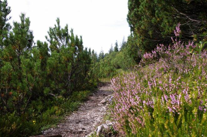 Ellmau_Wilder-Kaiser-Steig_Wilder Kaiser