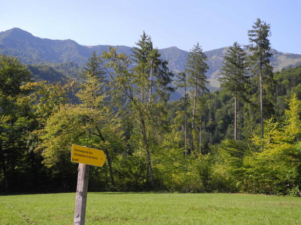 Über einen schmalen Pfad durch eine Wiese erreichen wir einen breiten Waldweg.