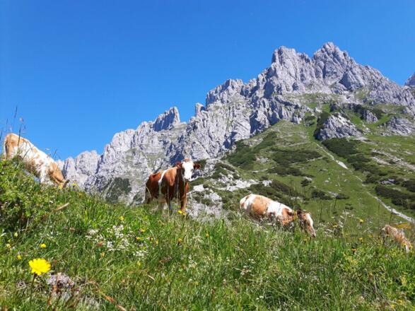 Going_Kleines Törl_Wilder Kaiser