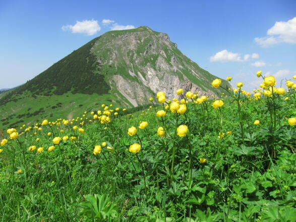 Trollblumen am Mahnkopf
