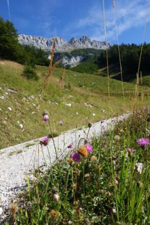 Scheffau_Weg 821_Wilder Kaiser