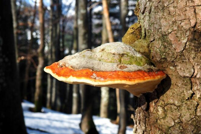 Rotrandiger Baumschwamm am Gipfelgrat