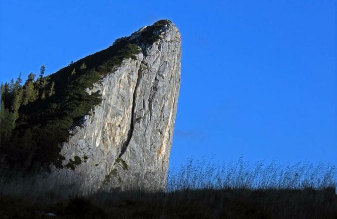 Stubwieswipfel vom Hals
