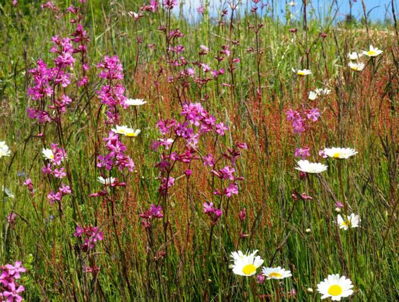 Blumenwiesen am Hochplateau (in Wiesen 570m)