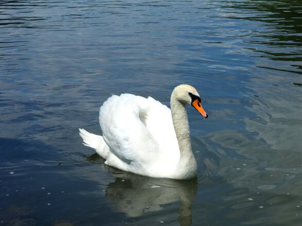 Schwan bei der Schlögener Schlinge