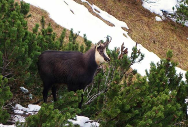 Kirchdorf_Gams bei Frankenländer Nadel_Wilder Kaiser