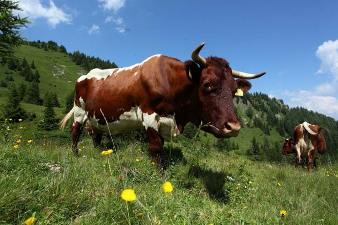 Glückliche Pinzgauer Kühe auf der Aualm
