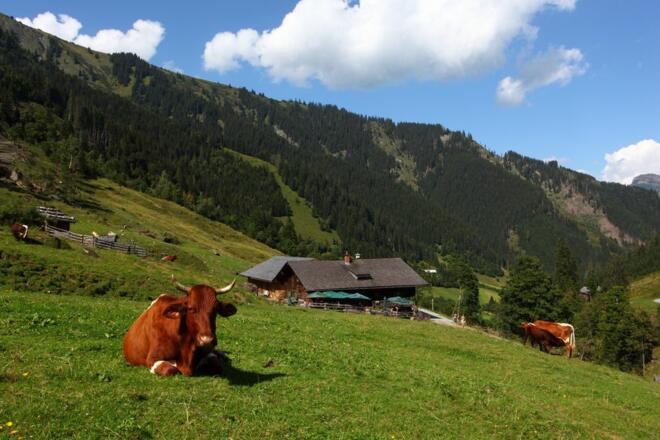 Aigenalm - Paulhütte, 1.280 m
