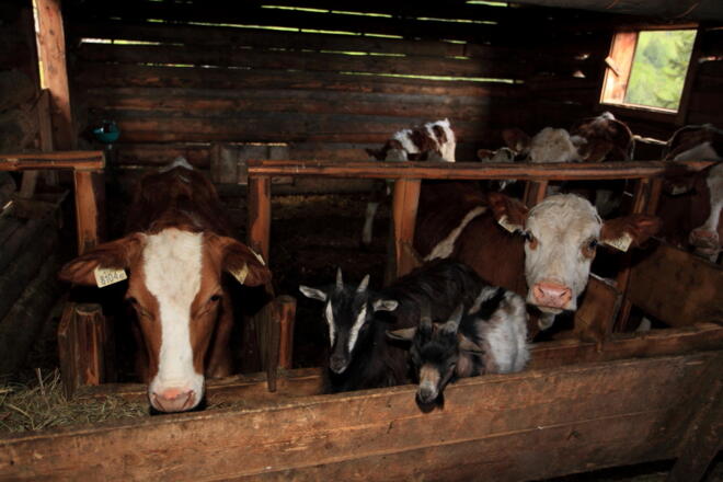 Glückliche Almkühe und Almziegen