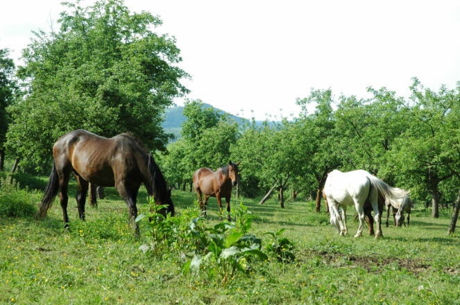 Die Siedlung Dörrensolz besteht vor allem aus einem Reit- und Freizeitzentrum.