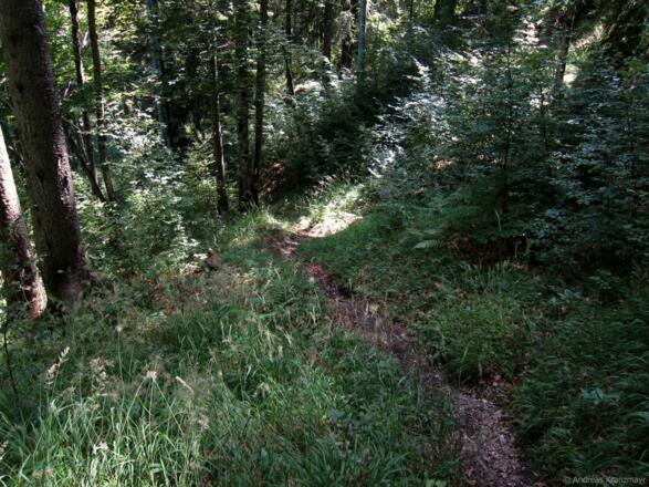 Kirchdorf_Weg zur Mautstelle_Wilder Kaiser