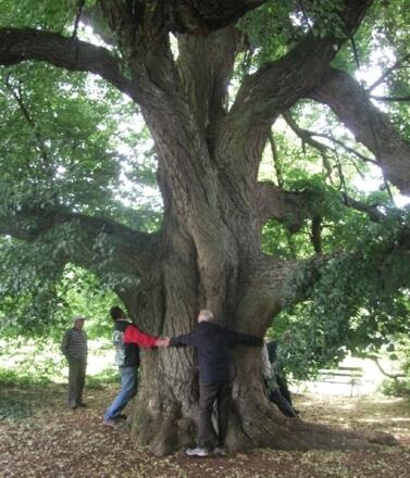 Die Linde in Michelrieth