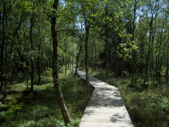 Ein Holzbohlenweg führt uns durch ein Wäldchen mit Karpatenbirken.