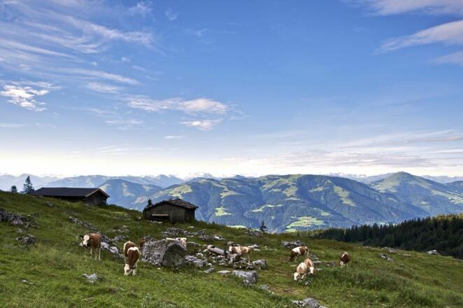 Scheffau_Kaiser-Hochalm_Wilder Kaiser