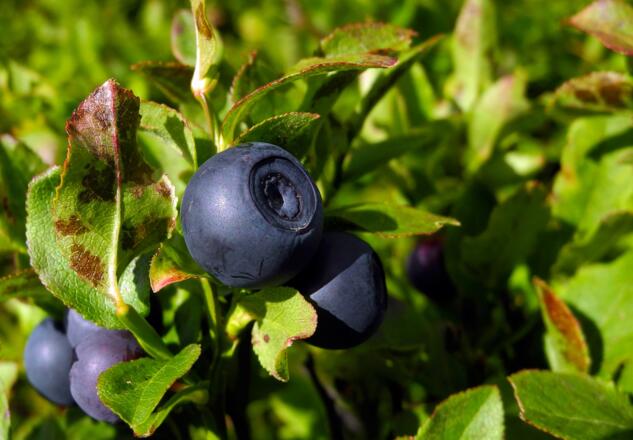 Am Weg findet sich auch allerlei Essbares! 