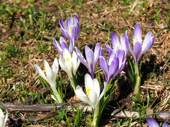 Krokuswiese unter dem Gipfel 1490m