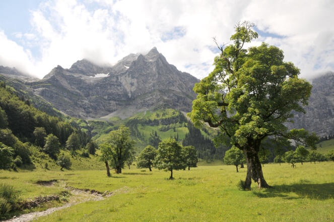 Am Themenweg zur Eng-Alm erfährt man einiges über die Geschichte des Großen Ahornbodens, der Landwirtschaft und über den Naturpark Karwendel allgemein.