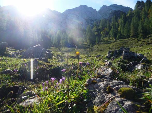 Kufstein_Steinbergalm_Wilder Kaiser