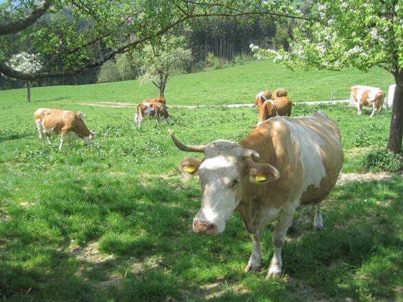 Die Kühe auf unserer Weide