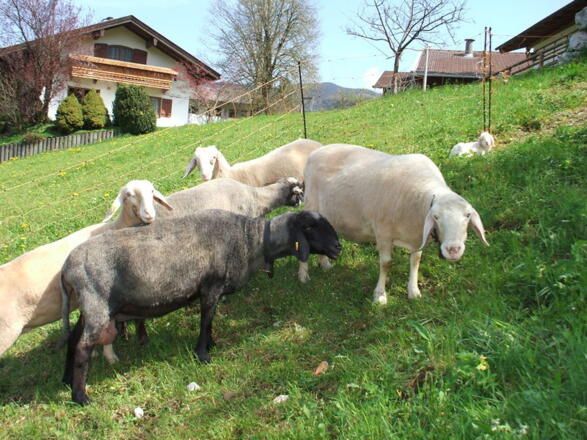 unsere Schafe