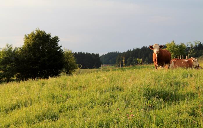 Ab und zu kommt Besuch vorbei