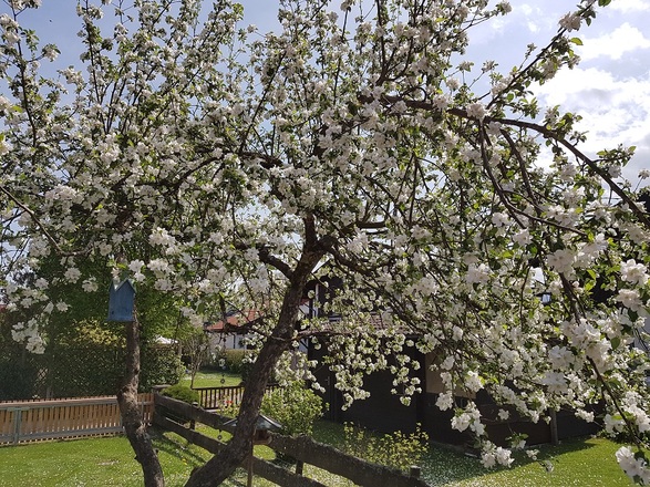 Blüten/ Baum im Garten