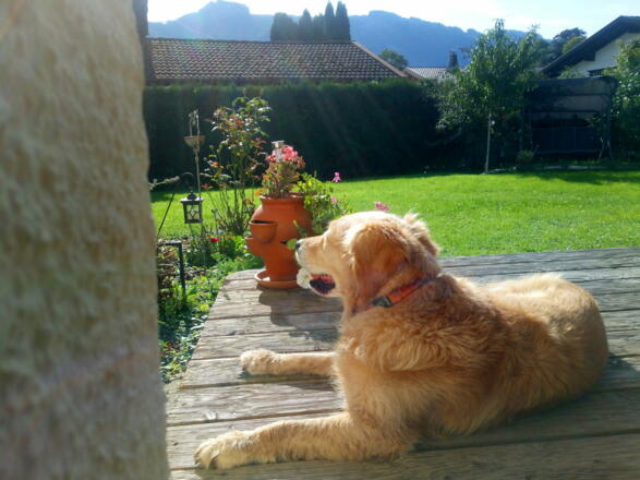 Hunde fühlen sich wohl