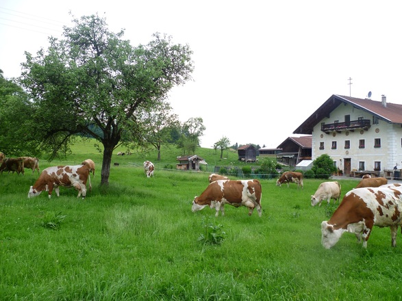 Unsere Kühe auf der Weide vorm Bauernhaus