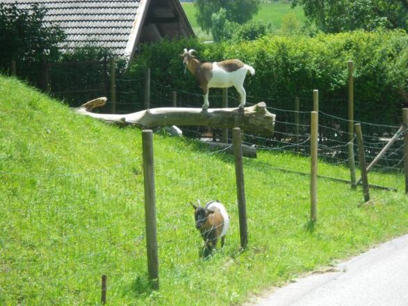 Blick hinter dem Hof