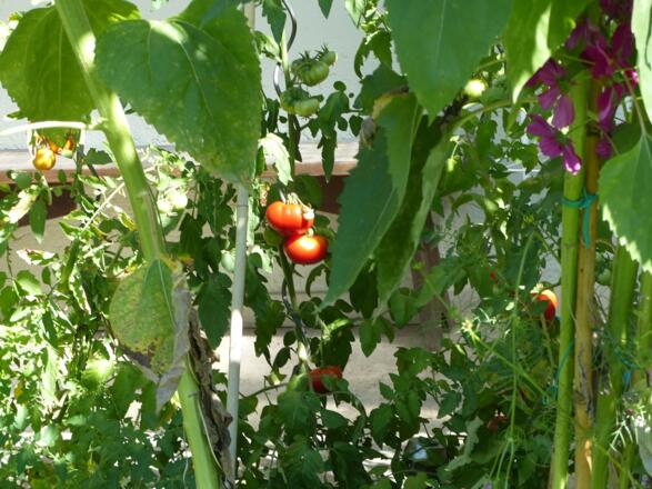 Hausansicht_Terrasse Ferienwohnung Kofler