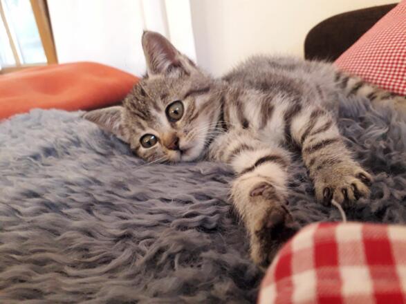 Unsere Katze Olli, als sie noch nicht ganz erwachsen war