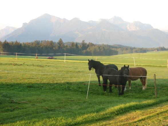 Aussicht mit Pferden