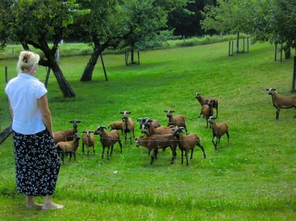 Unsere Kamerun-Schafe