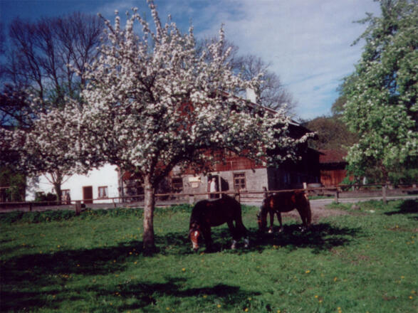 Pferde in der Frühlingsblüte
