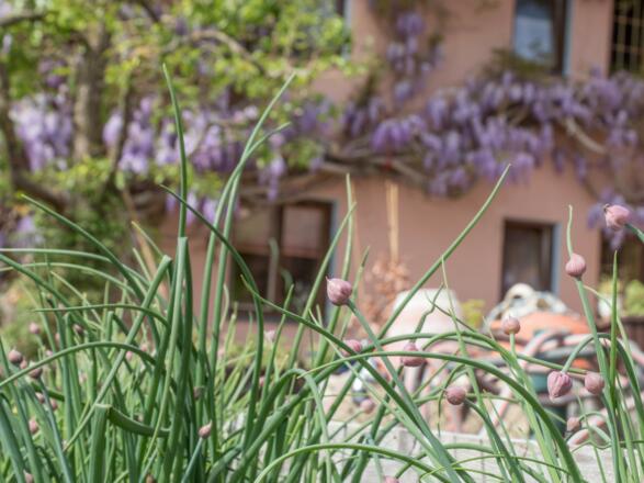 BeimDanner_mitschnittlauch