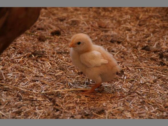 Nachwuchs am Hof