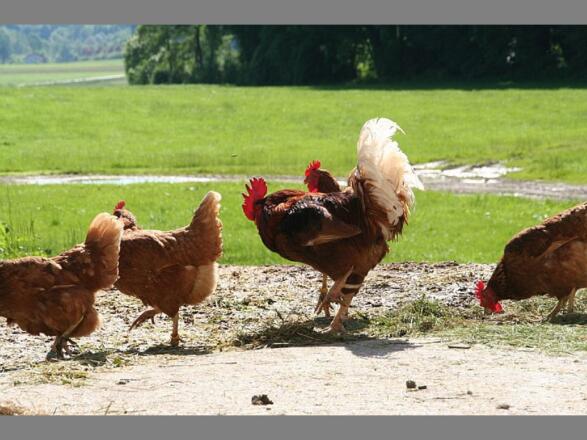 Glückliche Hühner