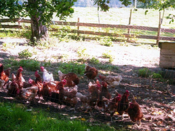Unsere Hühner