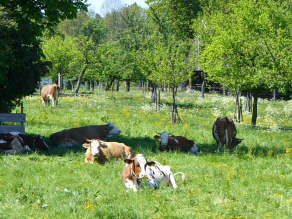 Kühe Nachbarschaft-Berghof Pension